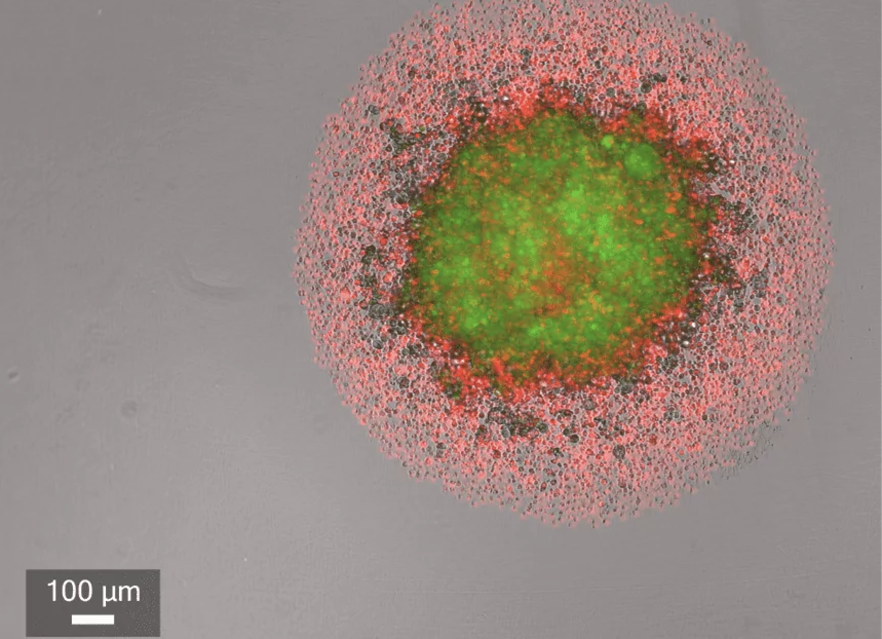 CELLCYTE-X-Real-time-analysis
