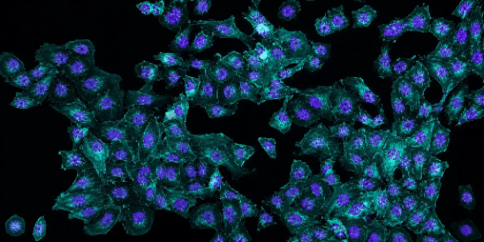 Cell-based-assays