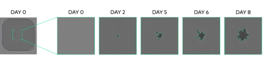 CYTENA - C.STUDIO - clonal reports - 9kb