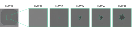 CYTENA - C.STUDIO - clonal reports - 9kb