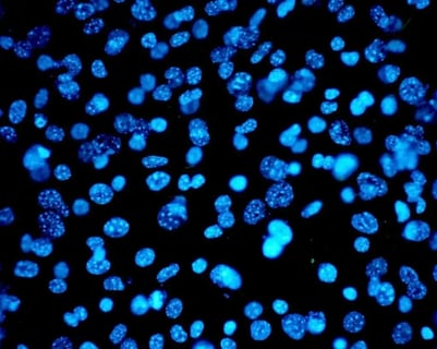 CYTENA - Cell Lines (blue) - 56kb
