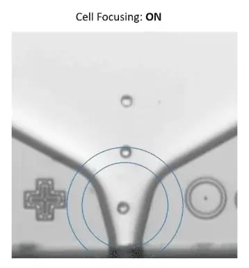 CYTENA - UP.SIGHT - cell tracking - 7kb