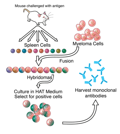 CYTENA - hybridoma technology and monoclonal antibody creation - 42kb