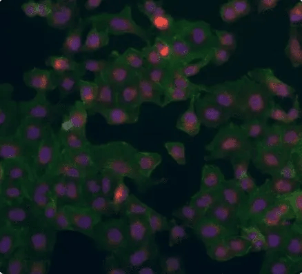 overview-cell-based-assays
