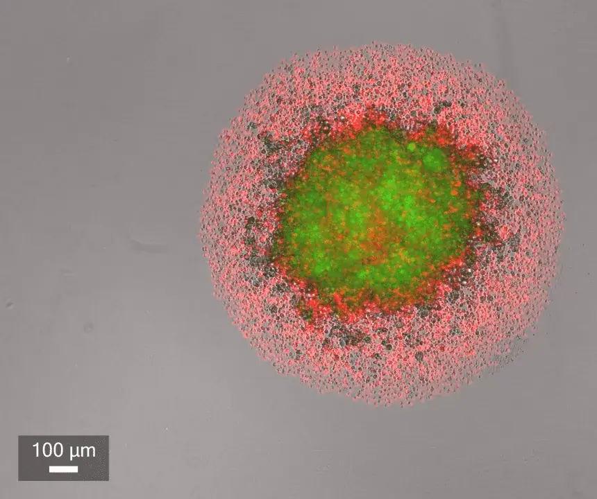 CELLCYTE-X-Real-time-analysis