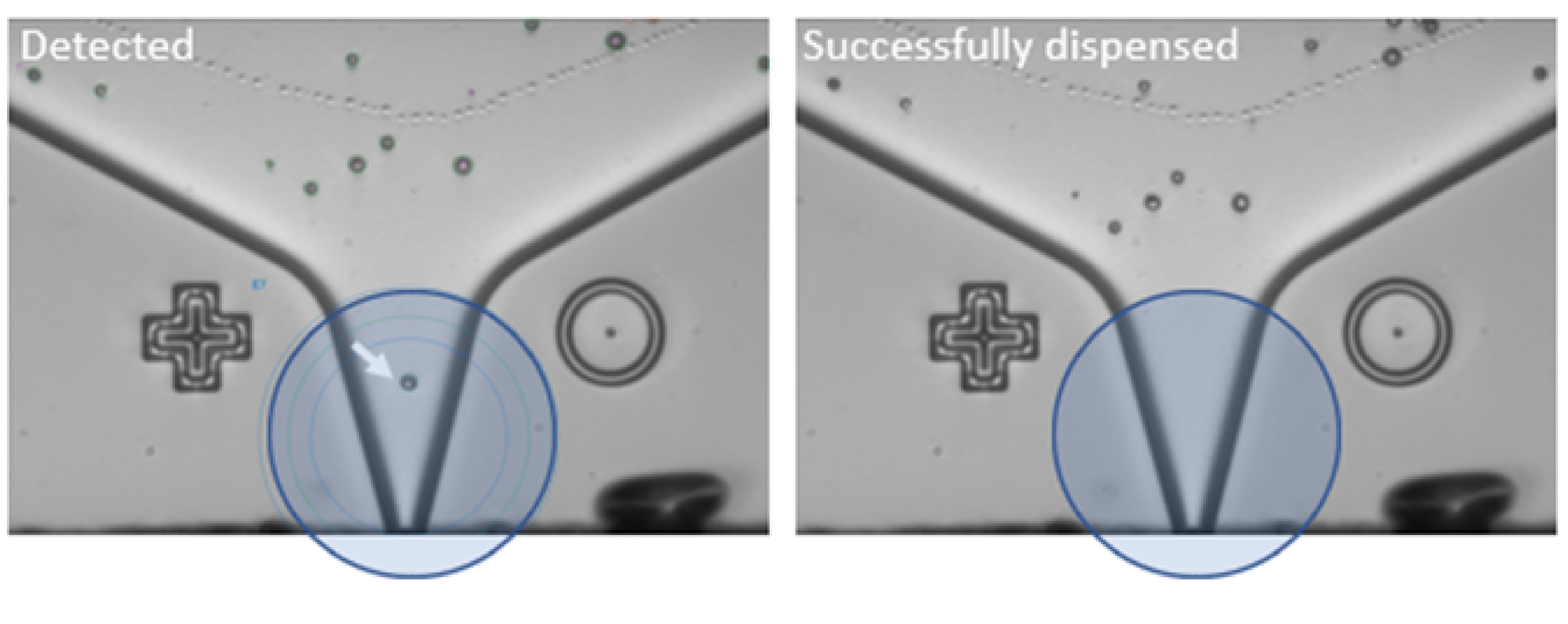 B.SIGHT_-_Accelerating_bacteria_transformation_and_cloning