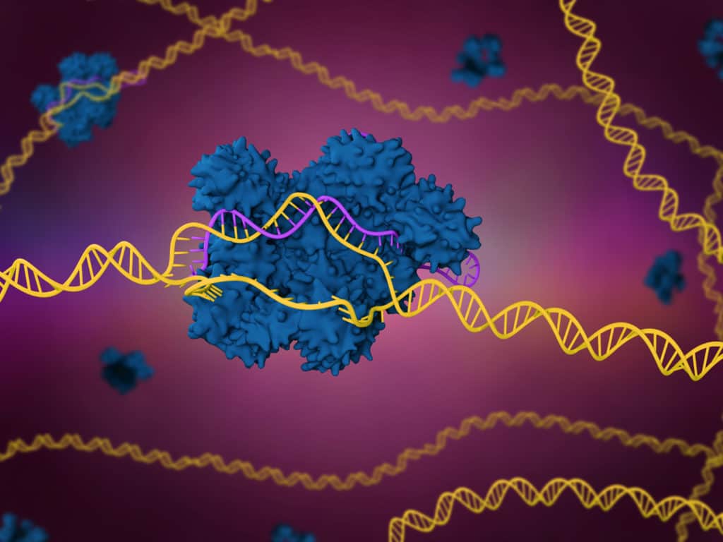 F.SIGHT-UP.SIGHT-Streamlined-Workflow-for-the-Generation-of-CRISPR-edited-Mesenchymal-Stem-Cell-Clones-1024x768