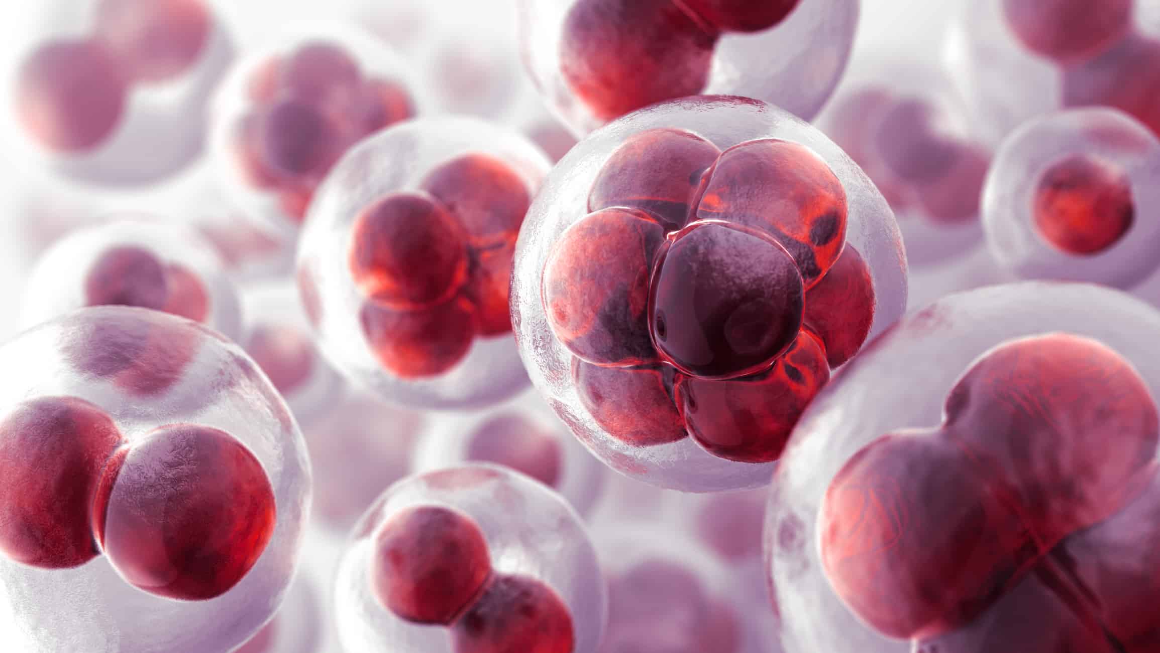 Cell-Line-Development