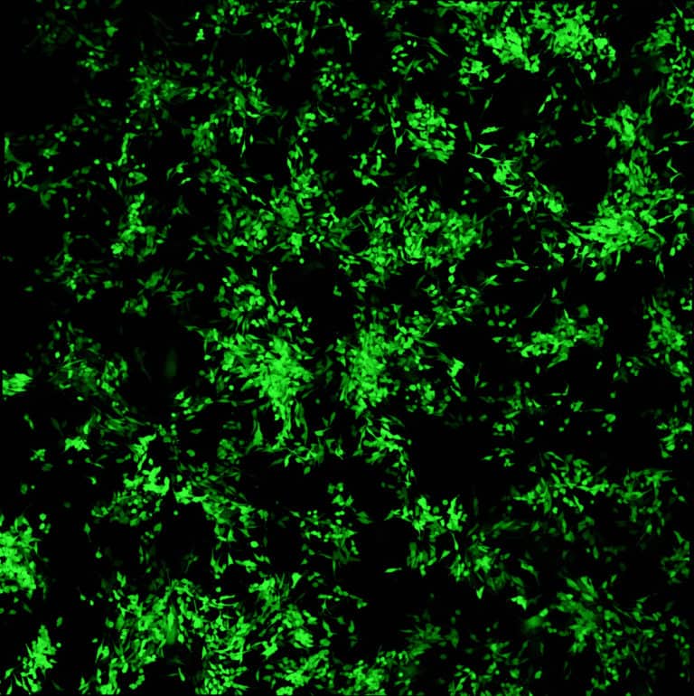 CELLCYTE X Assessment of Reporter Gene Expression with Live