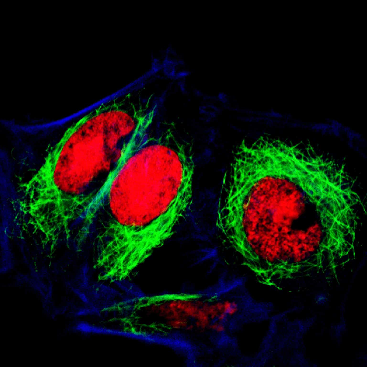 CELLCYTE X Realtime Multiparametric Pharmacological Screening with