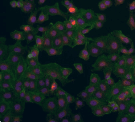 overview-cell-based-assays - CYTENA - CYTENA
